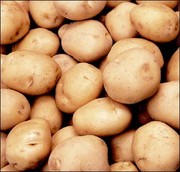 Семенной картофель продажа в Украине,  семенной картофель купить цены
