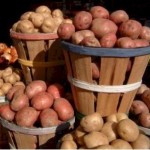 Срочно продам картофель,  урожай 2012 года,  сорт Белароса (сертифициров