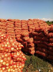 Продам 400 тонн хорошего лука 2012 г. сорт Ранко