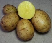 картофель семенной сорт Ариель
