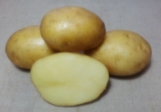 картофель посадочный сорт Ривьера