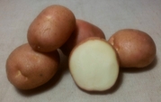 картофель посадочный сорт Романо