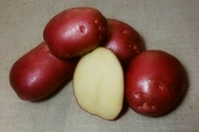 продам картофель посадочный сорт Роко