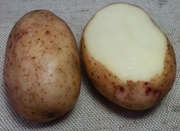 ранний семенной картофель сорт Тирас