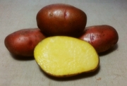 продам ранний семенной картофель сорт Розара