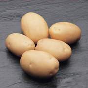Семенной высокорепродукционный картофель