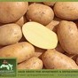 картофель,  урожая 2013 года