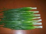 Продам зеленый лук перо (ОПТ)