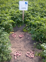 картофель семенной Германия,  Нидерланды