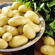 картофель ранний семенной 