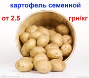 картофель посадочный семенной высоких репродукций