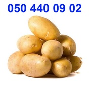 картофель семенной посадочный для Вас