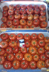 Продам помидор крупный и средний в Овидиополе.