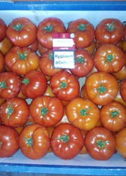 Продам помидор Бобкат крупный и средний в Овидиополе