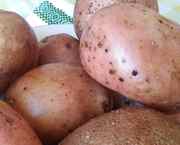 картофель продовольственный,  товарный,  семенной,  фуражный,  нестандартн