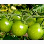 Продам зеленый помидор Опт