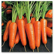 Продам морковь Абако,  400 т,  производитель,  НДС.