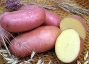продам картофель оптом с доставкой по Украине